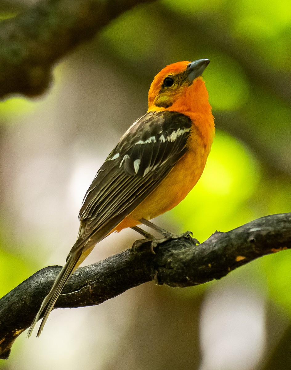 Flame-colored Tanager - ML646567516