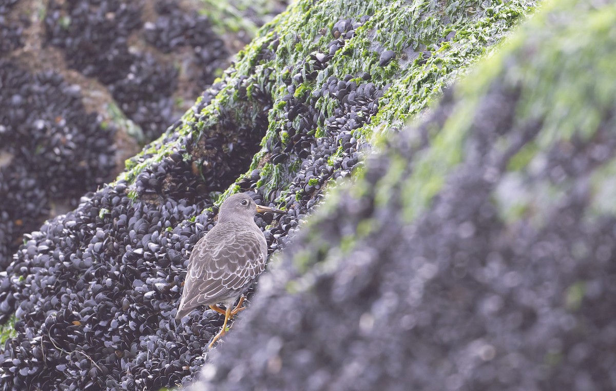 Purple Sandpiper - ML646567518