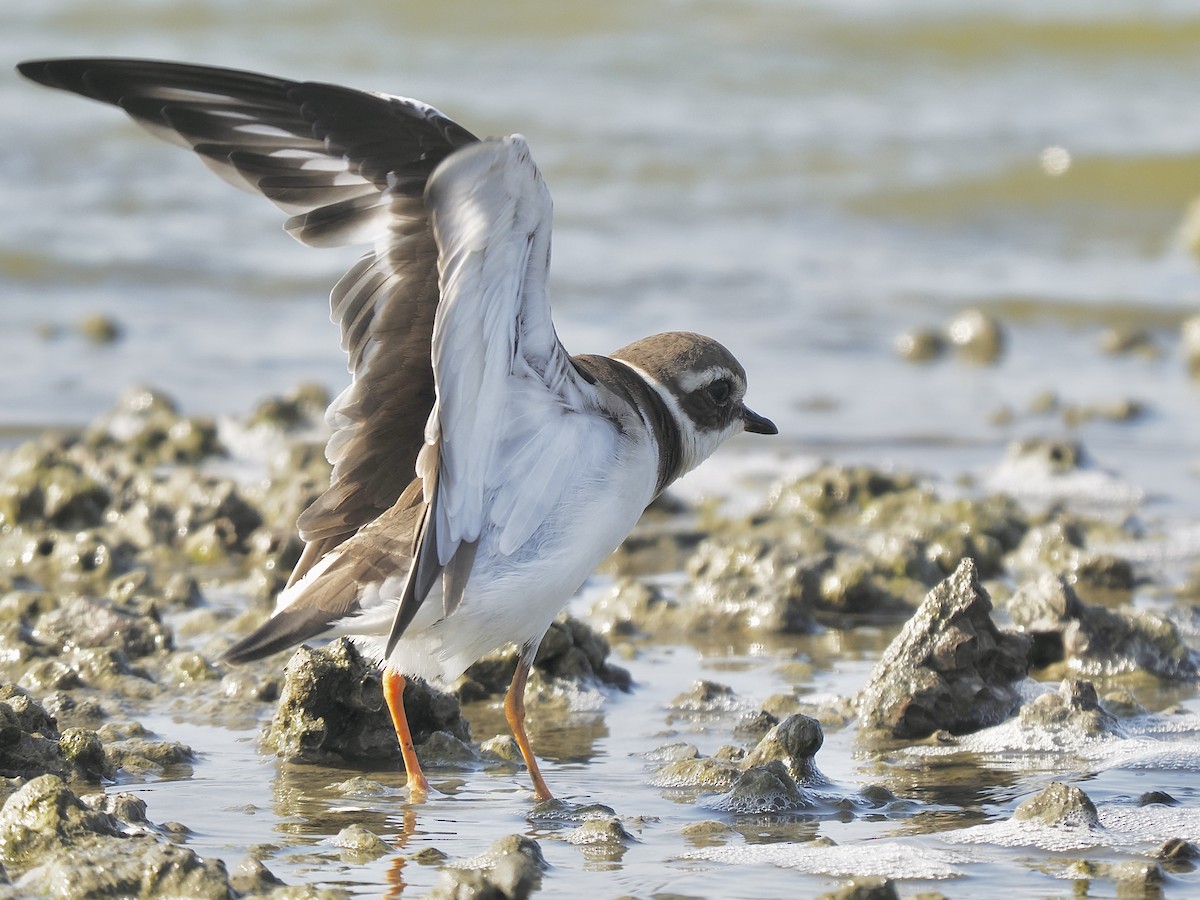 Common Ringed Plover - ML646567522