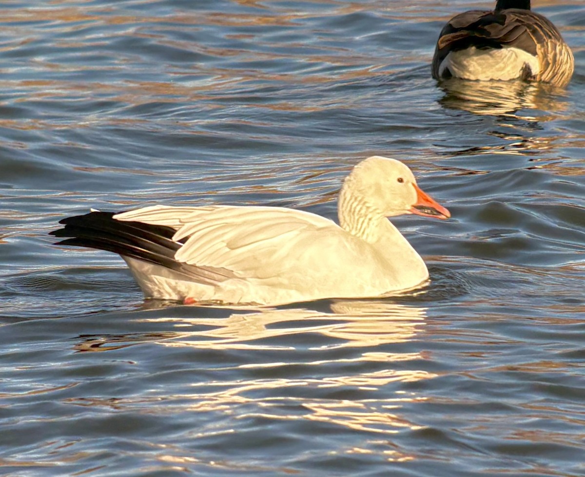 Snow Goose - ML646567523