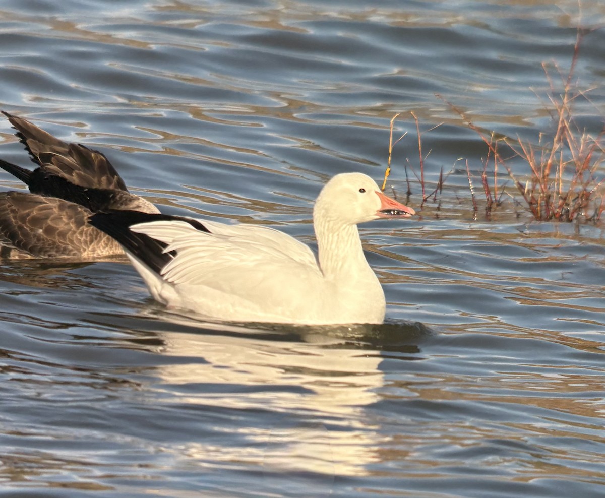 Snow Goose - ML646567524