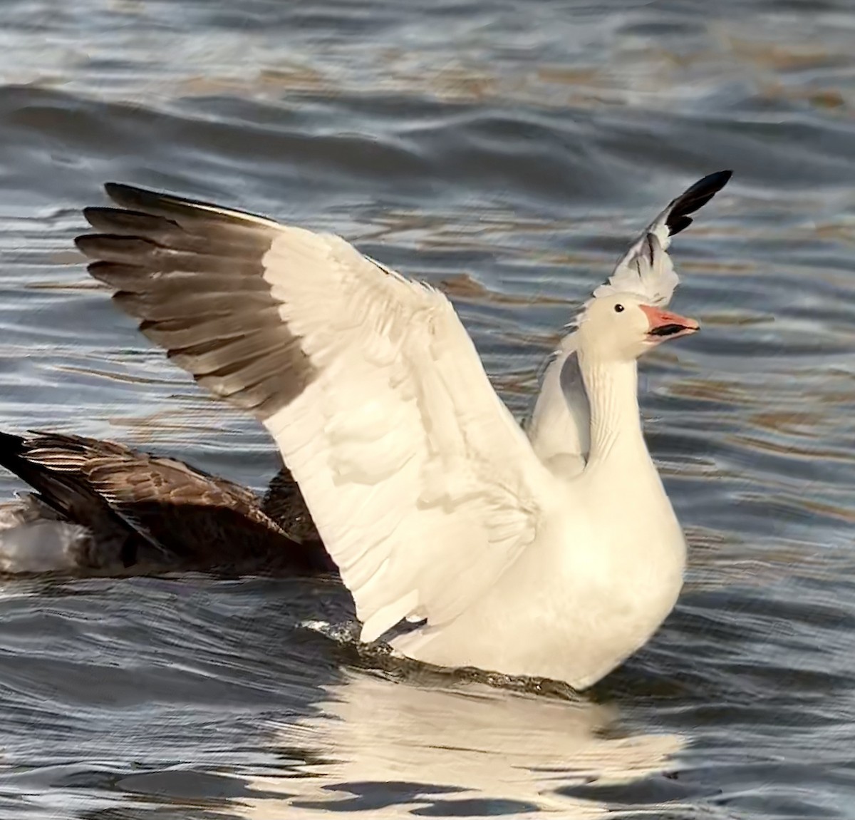 Snow Goose - ML646567525
