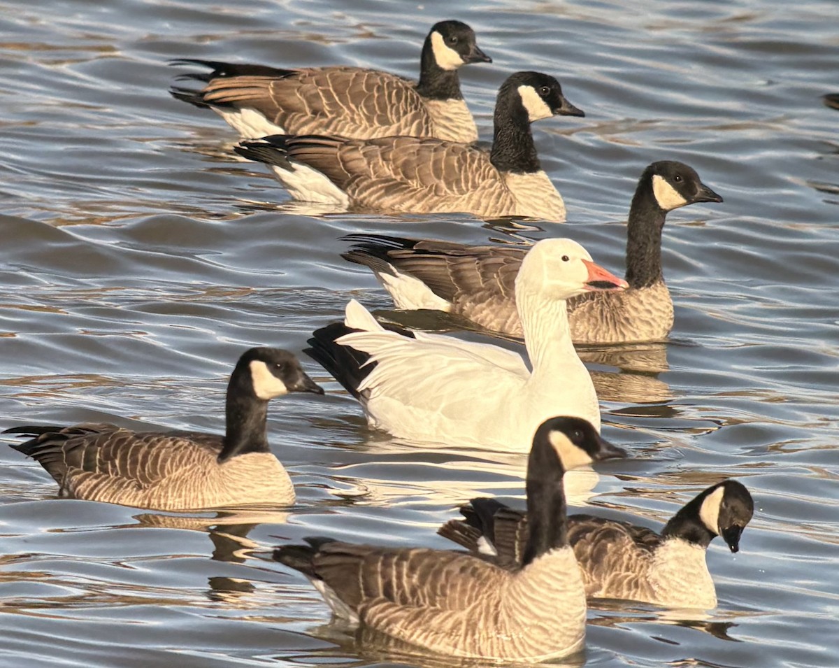 Snow Goose - ML646567526