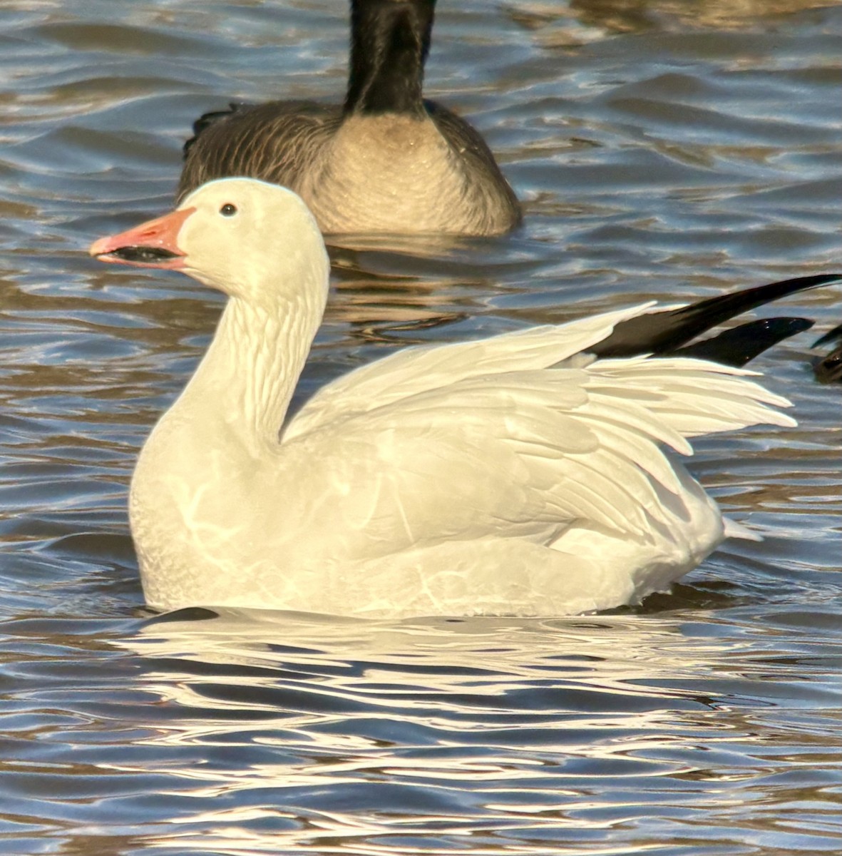 Snow Goose - ML646567527