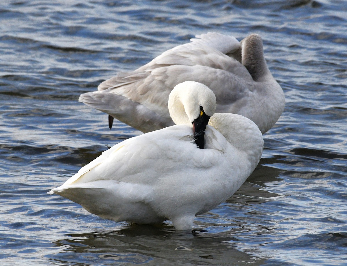 小天鵝 - ML646567528