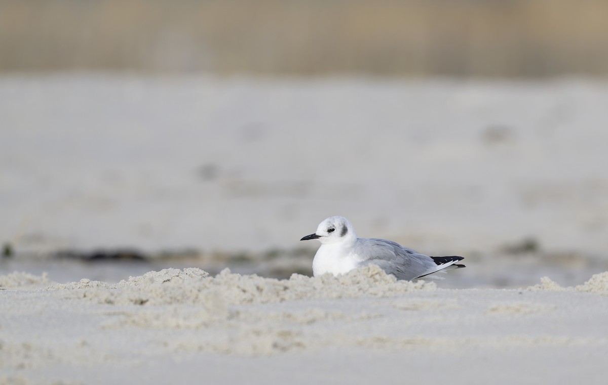 Bonaparte's Gull - ML646567531