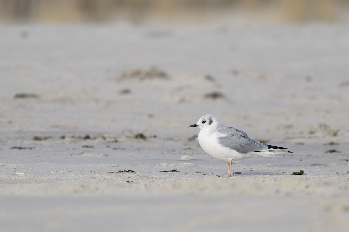 Bonaparte's Gull - ML646567532