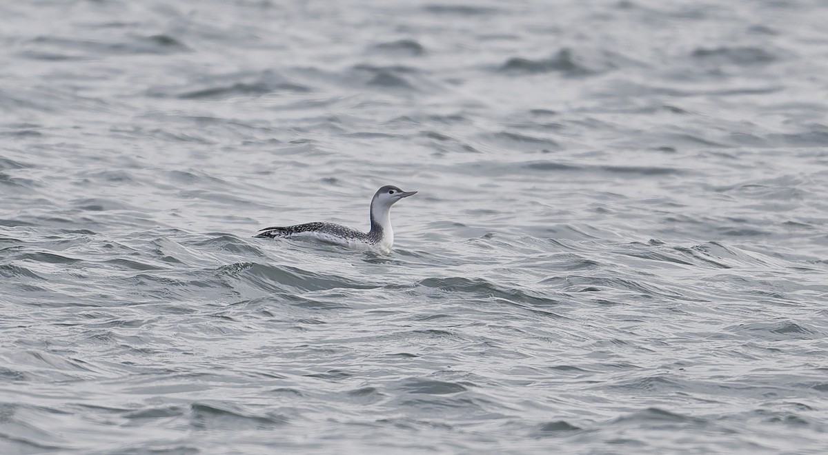 Red-throated Loon - ML646567537