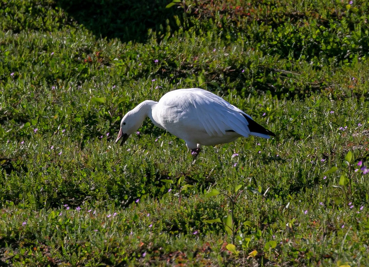 Snow Goose - ML646567538