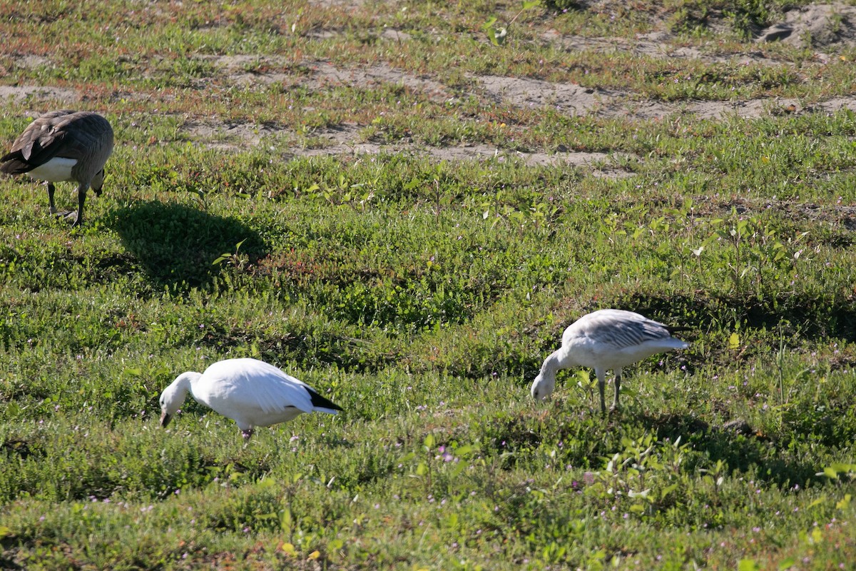 Snow Goose - ML646567539