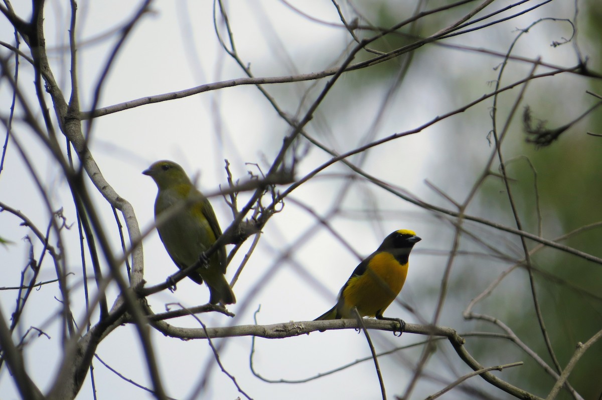 Purple-throated Euphonia - ML646567540