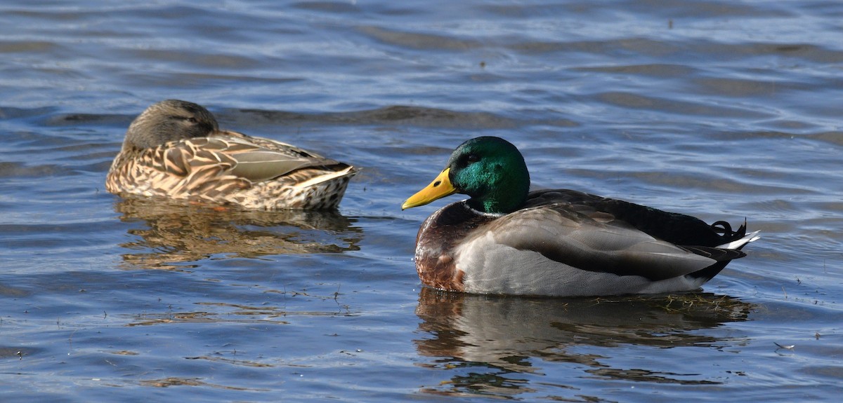 綠頭鴨 - ML646567541