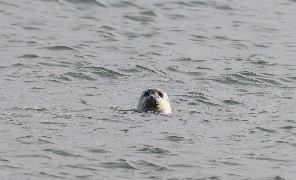 Harbor Seal - ML646567546