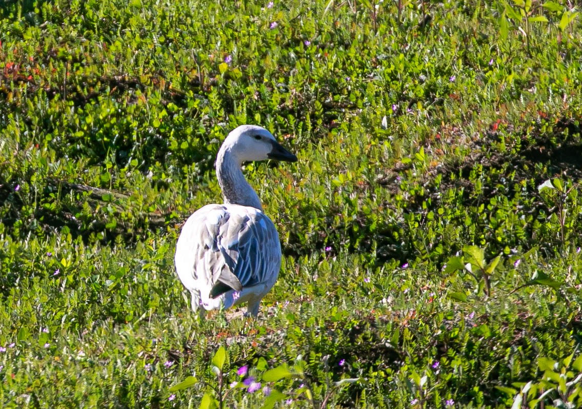 Snow Goose - ML646567547