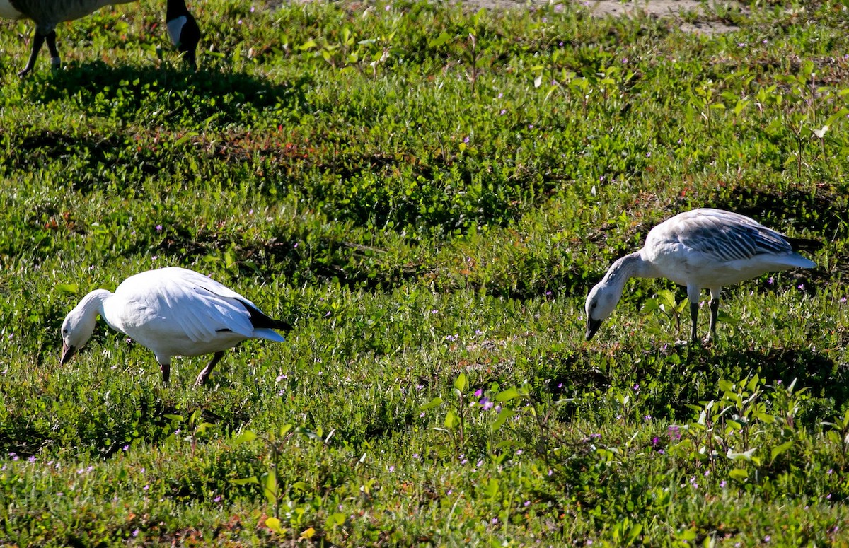 Snow Goose - ML646567548
