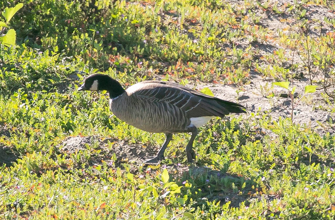 berneška malá - ML646567553