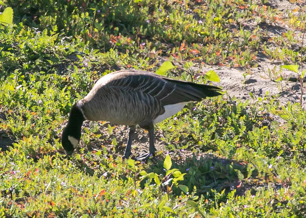 berneška malá - ML646567554