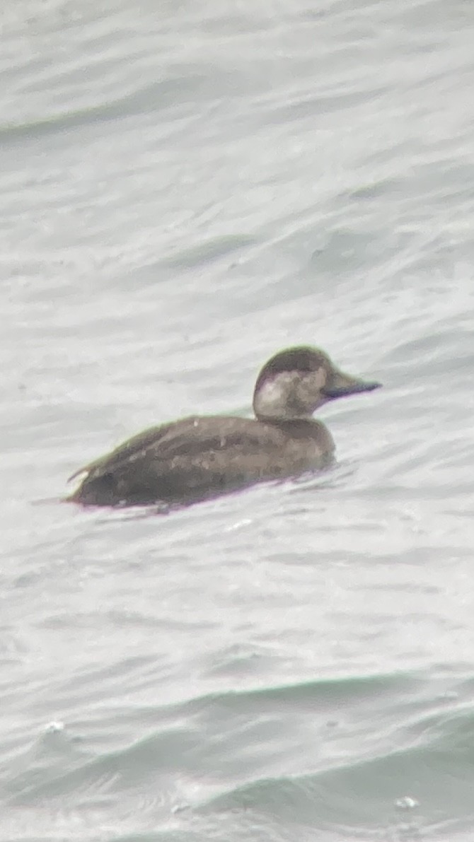 Pazifiktrauerente - ML646567556