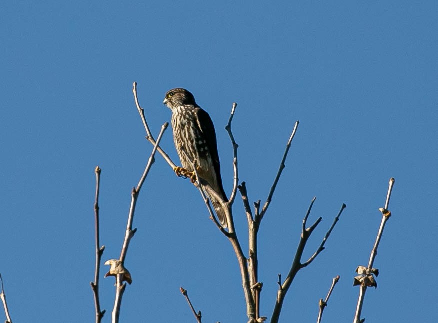 Merlin - ML646567558