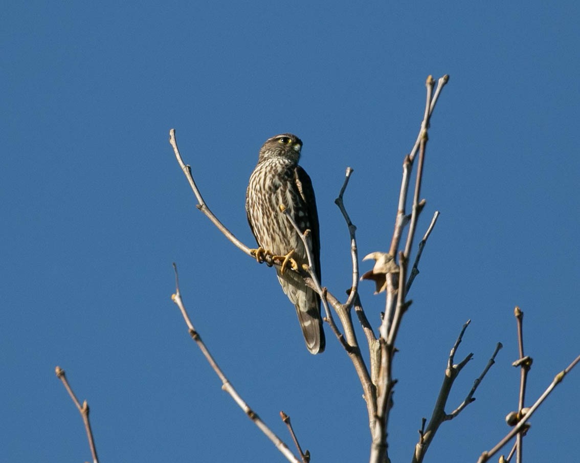 Merlin - ML646567559