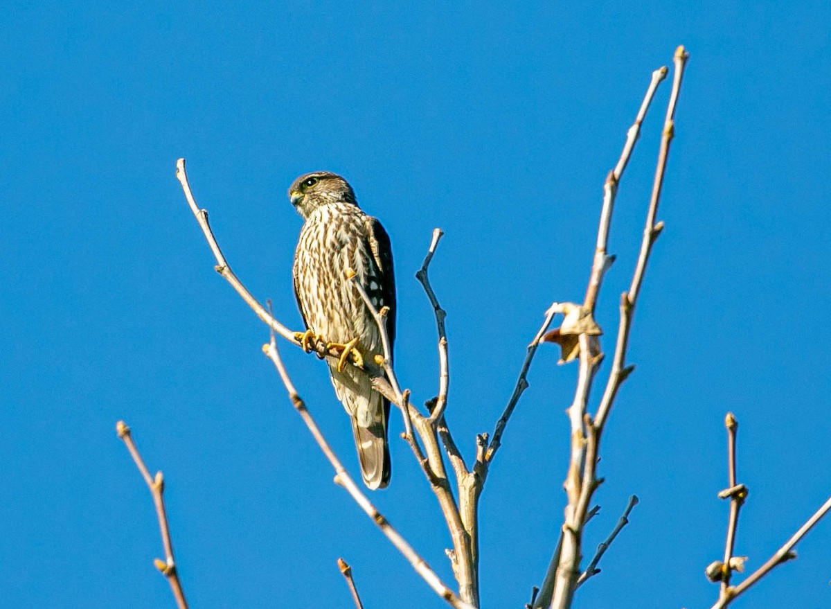 Merlin - ML646567560