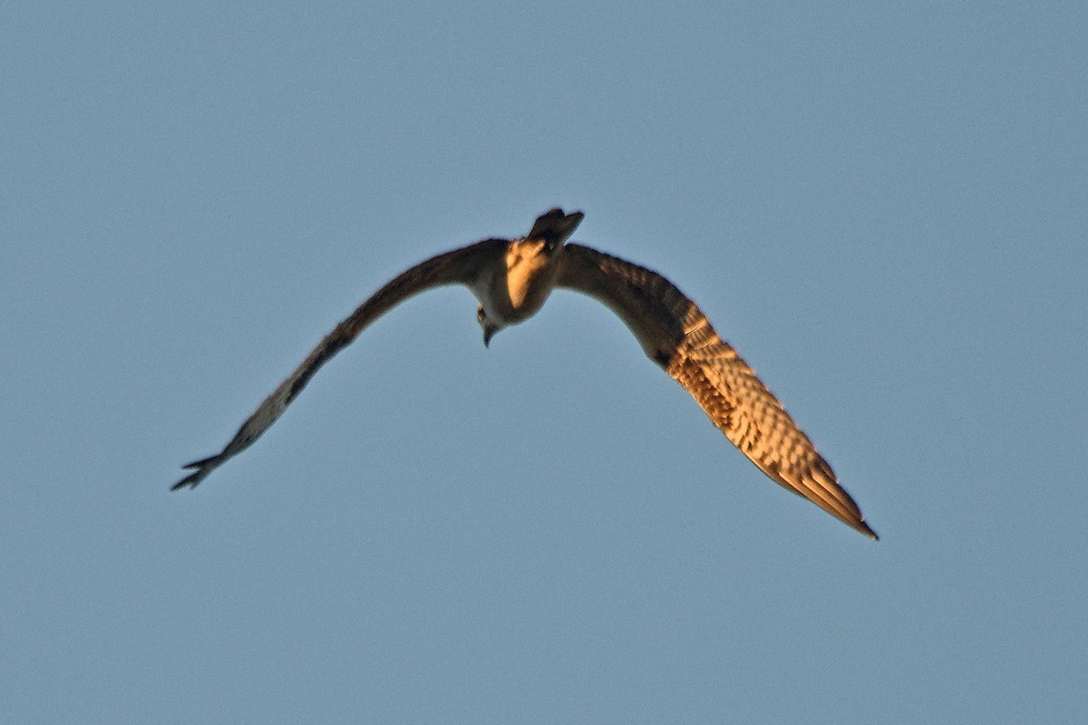 魚鷹(carolinensis) - ML646567565