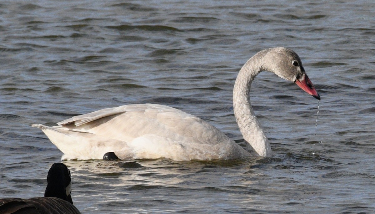 小天鵝 - ML646567567