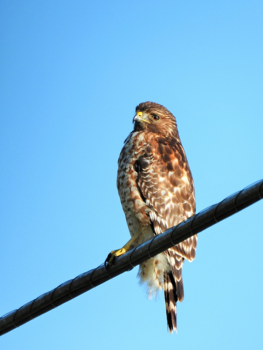 Red-shouldered Hawk - ML646567568