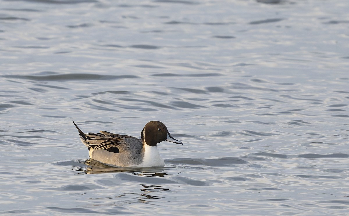 Northern Pintail - ML646567569