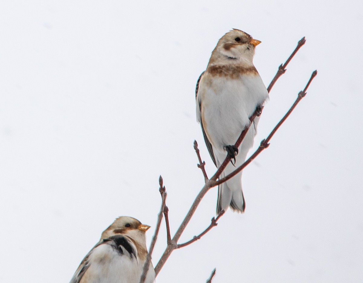 ユキホオジロ - ML646567570