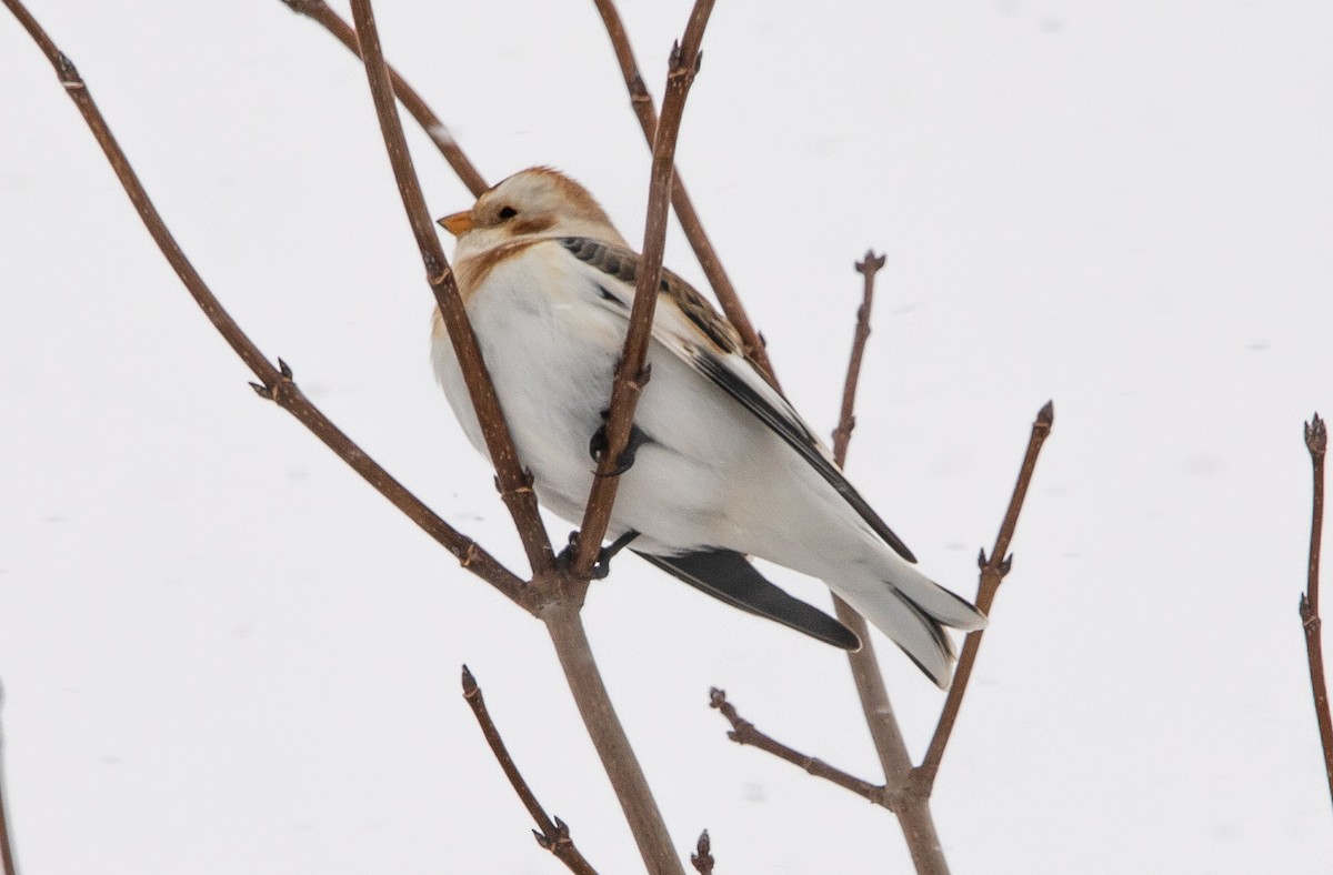 ユキホオジロ - ML646567571