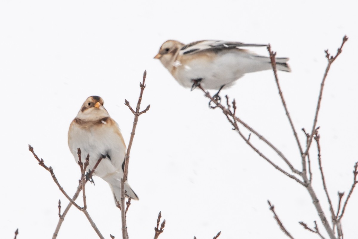 ユキホオジロ - ML646567572