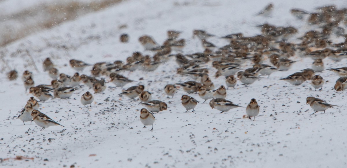 ユキホオジロ - ML646567573