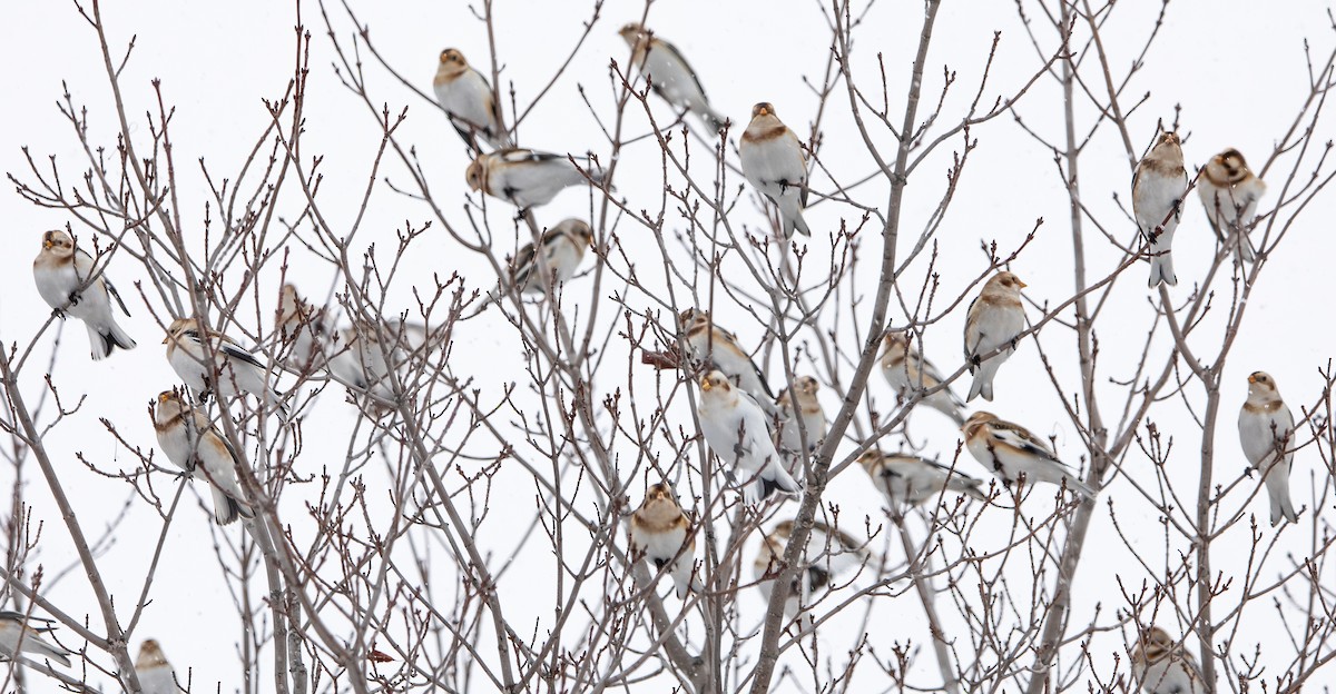 ユキホオジロ - ML646567574