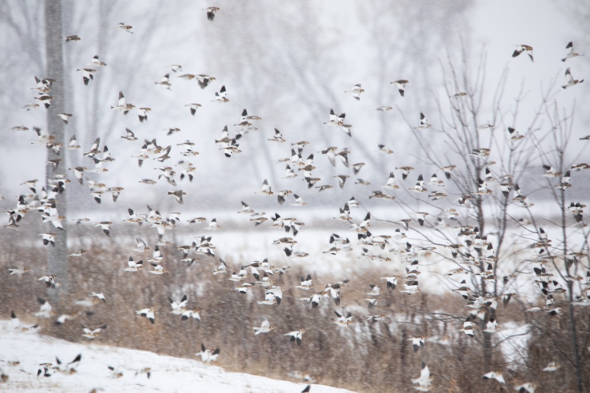 snøspurv - ML646567575