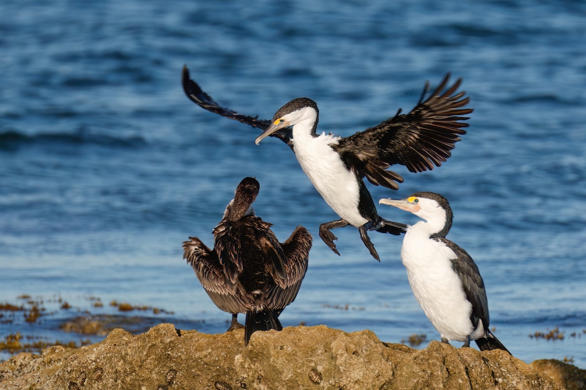 Pied Cormorant - ML646567584