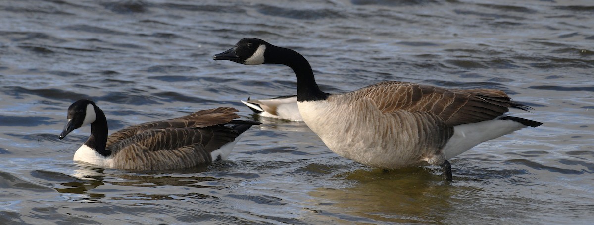 Canada Goose - ML646567585