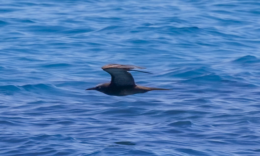 brunnoddy - ML646567588