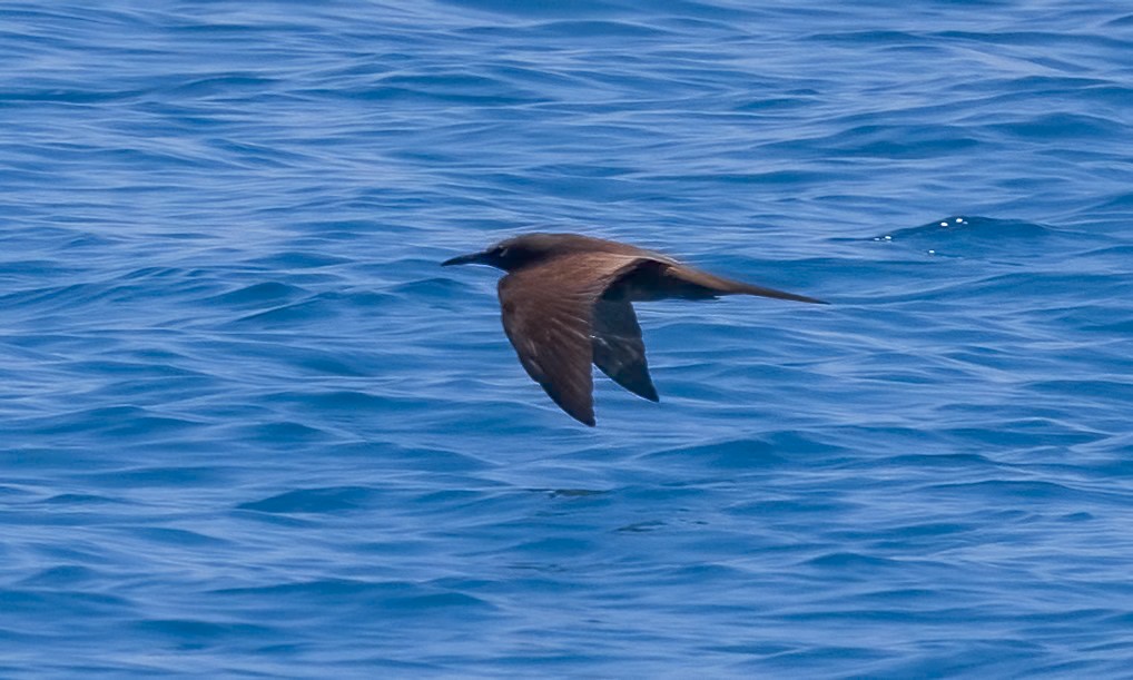 brunnoddy - ML646567589