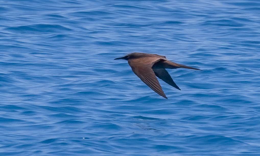 brunnoddy - ML646567590