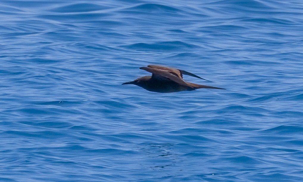 brunnoddy - ML646567591