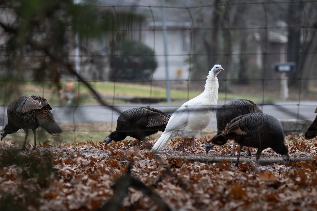 Wild Turkey - ML646567592