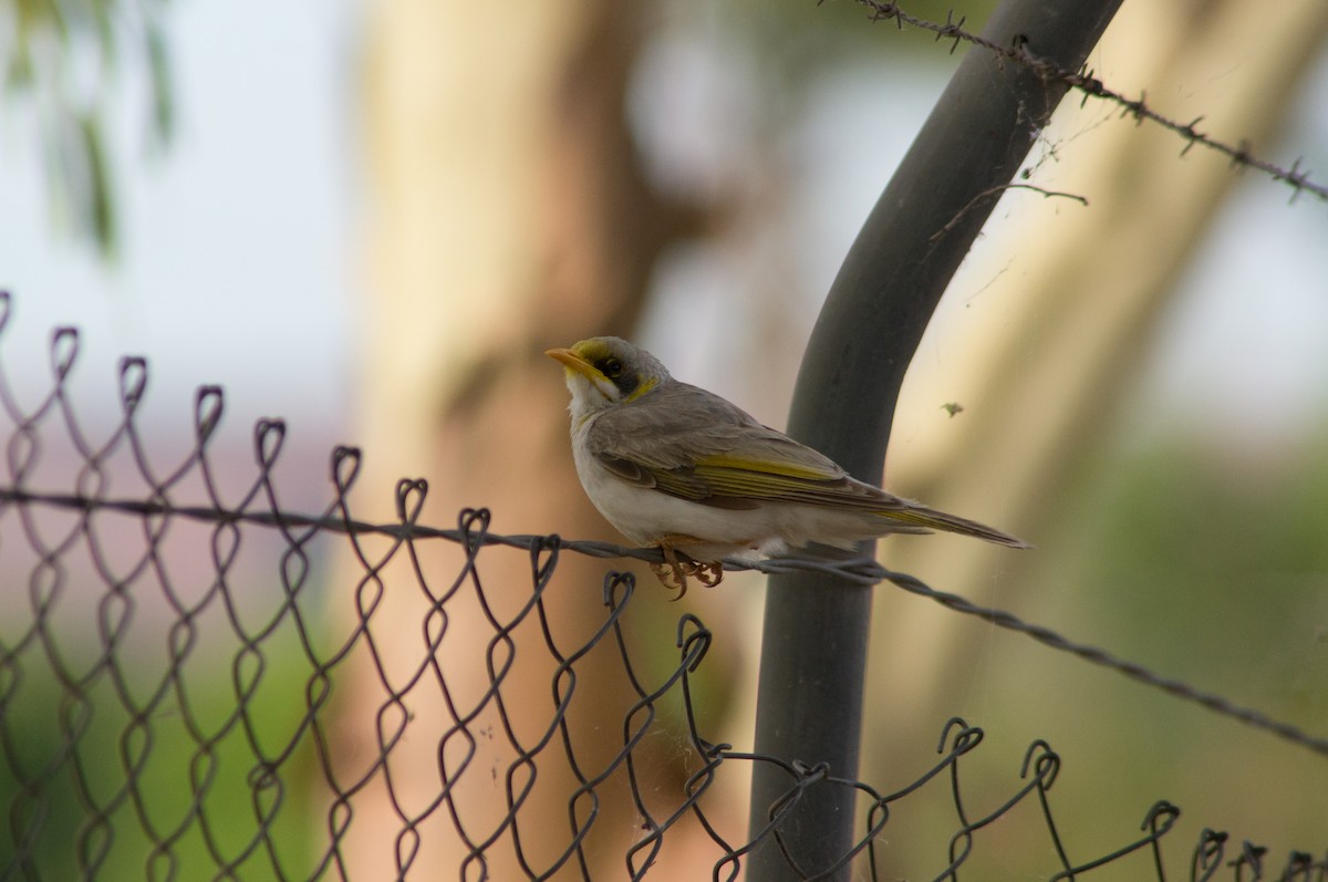 aboriginhonningeter - ML646567593