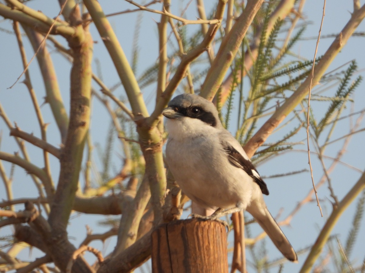 Great Gray Shrike - ML646567595