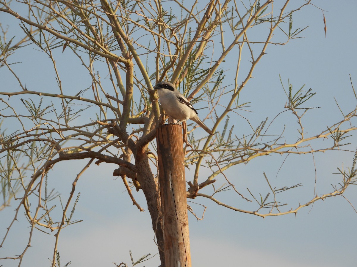 Great Gray Shrike - ML646567596