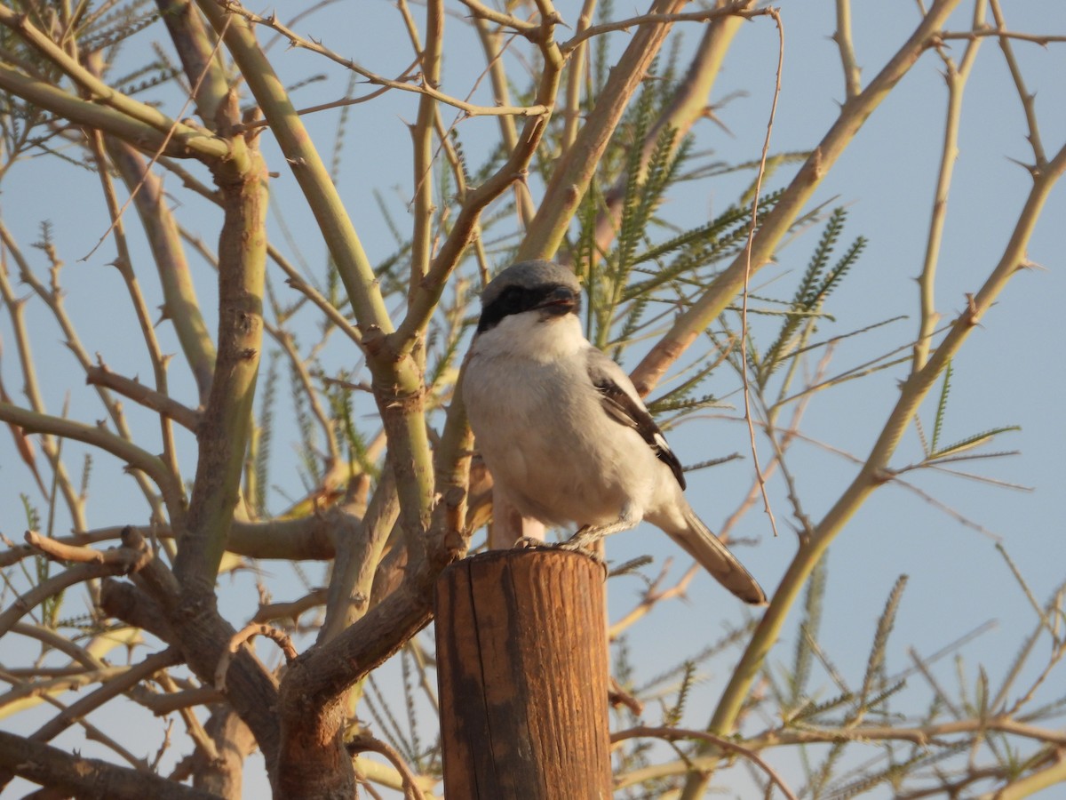 Great Gray Shrike - ML646567597