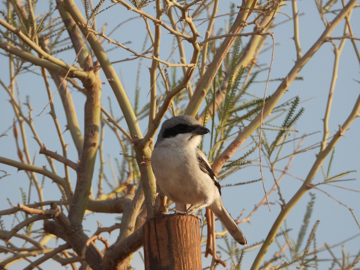 Great Gray Shrike - ML646567598