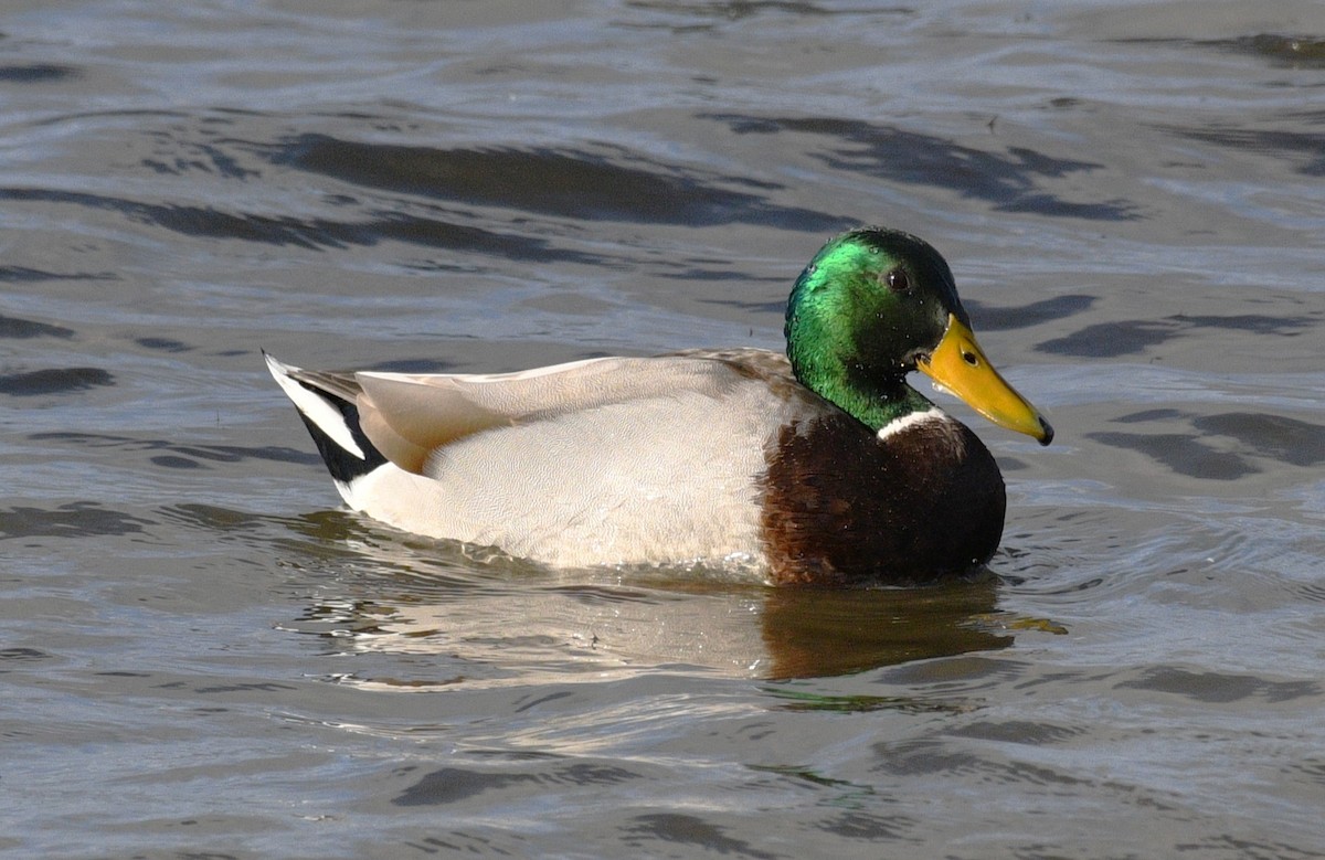 綠頭鴨 - ML646567601