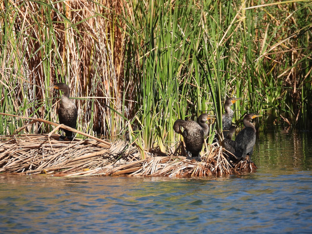 Double-crested Cormorant - ML646567602
