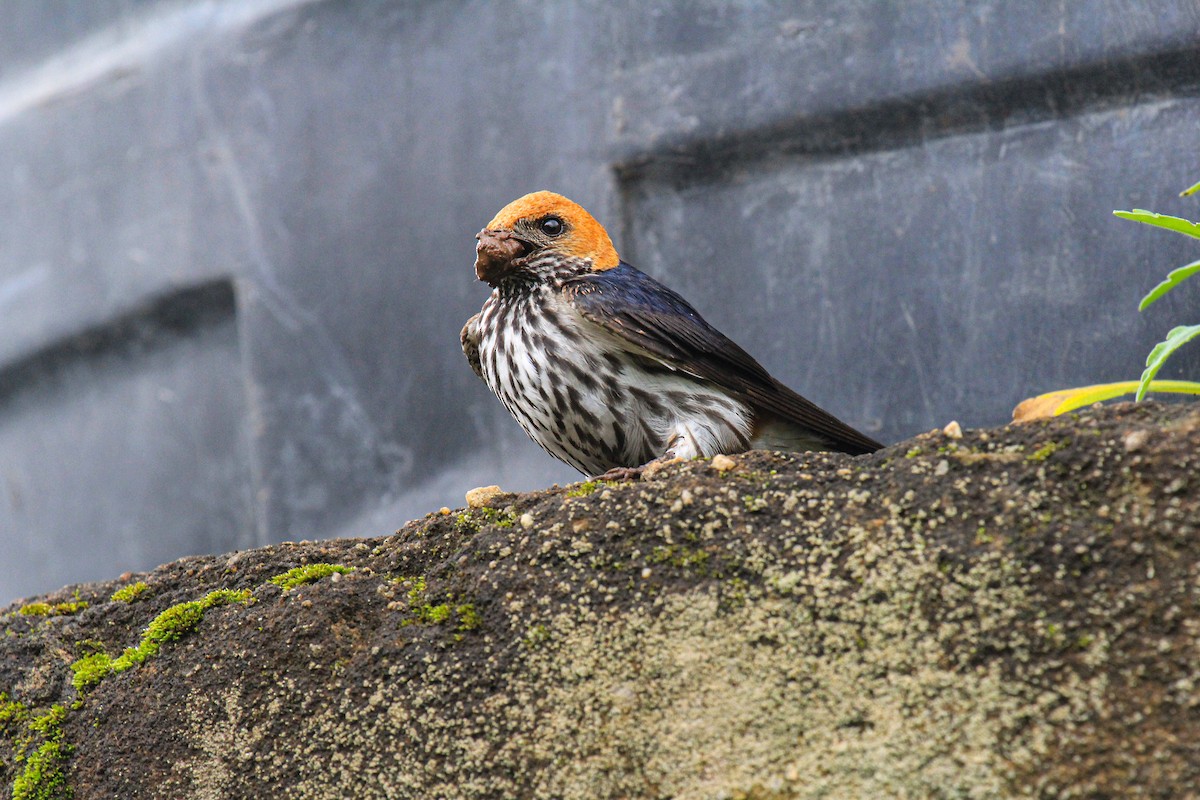 Lesser Striped Swallow - ML646567603